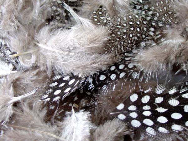 BI2592 Monochrome Speckled Feathers